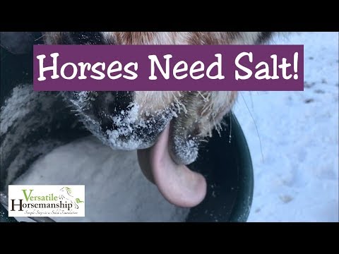 YouTube video about: Can horses drink salt water?