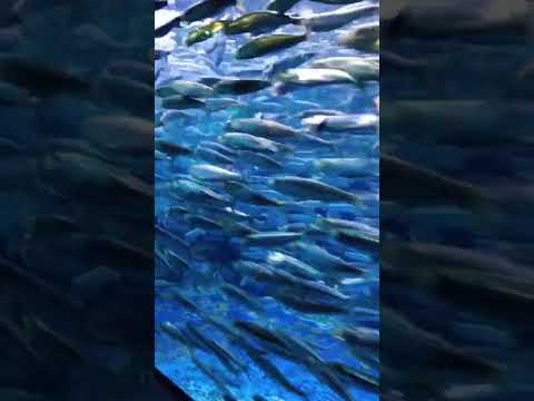 今週の動画: イワシの群れに剣が突き刺さる様子