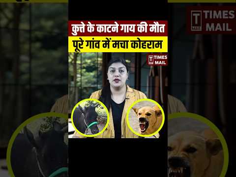 कुत्ते के काटने से गाय की मौत • अब पूरे गांव को लगेगा टीका