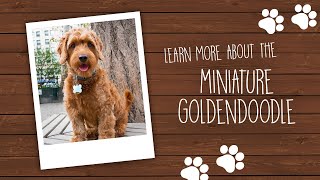 Goldendoodle