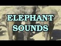 Elephant Trumpet Sound Effects