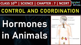 Class 10th Science | Hormones in Animals | Chapter 7 : Control and Coordination | NCERT