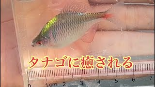 埼玉県某所 のんびりタナゴ釣りで癒される