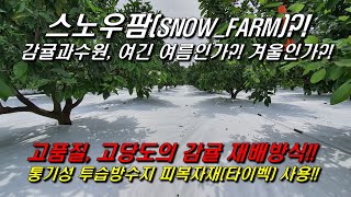 스노우팜(snowfarm)?! : 고품질&고당도 감귤재배방식, 여름인지?? 겨울인지?? 모를 감귤과수원^^