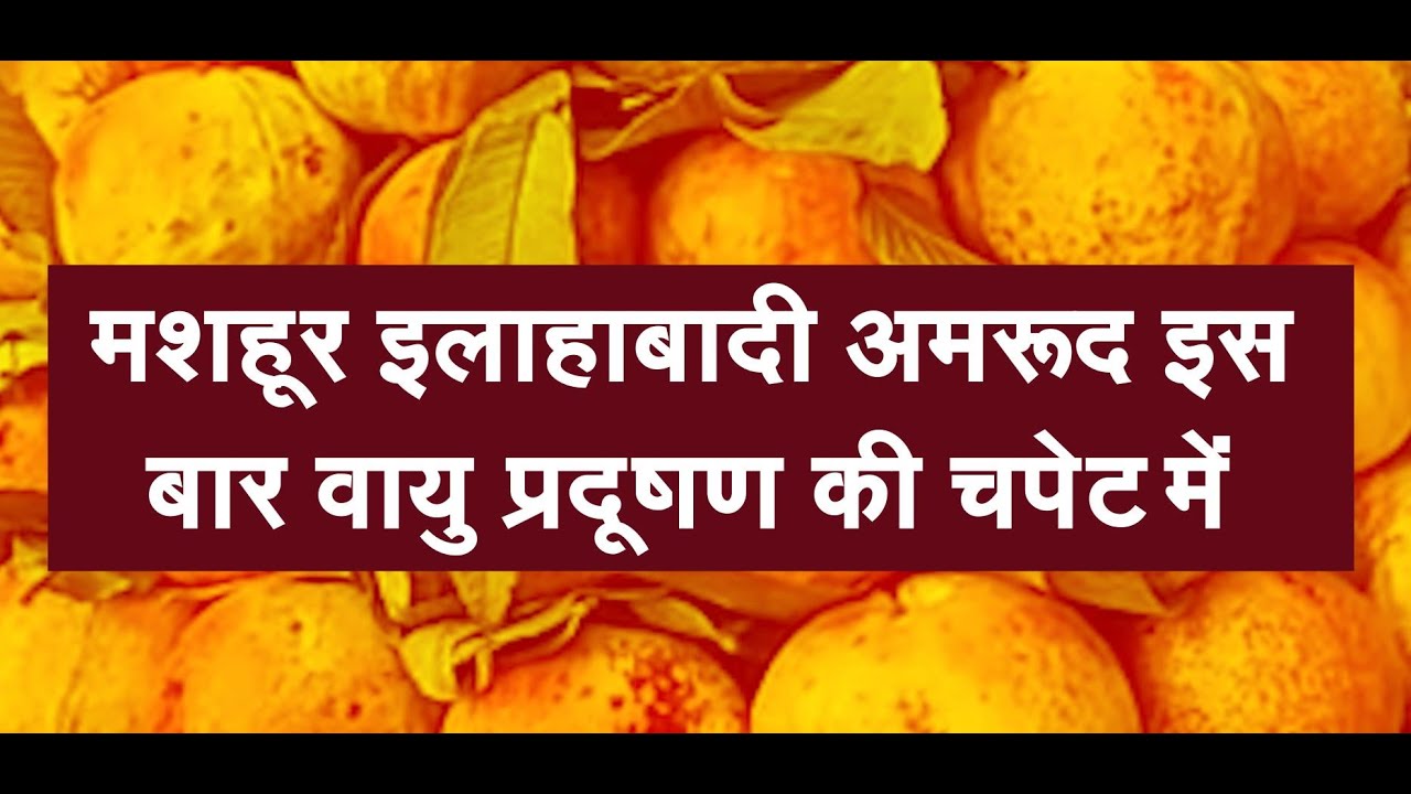 वायु प्रदूषण की चपेट में इलाहाबादी अमरूद, मिठास में हुई कमी