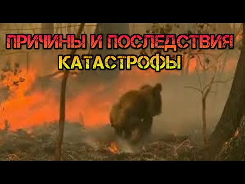 Пожар в Австралии глобальная катастрофа для всего человечества.  Причины и последствия кризиса. 12+