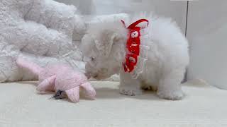 ビションフリーゼの動画01