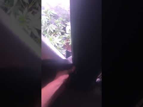 Week 4 autoflower grow