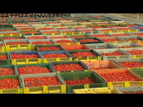 Todo listo para la Tomatina, la fiesta más internacional de Buñol