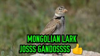 Download lagu MONGOLIAN LARK SUPER GACOR UNTUK MASTERAN BRANJANGAN mp3 Download lagu MONGOLIAN LARK SUPER GACOR UNTUK MASTERAN BRANJANGAN mp3