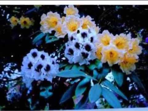 Deurali ma batas chalyo - Premdhoj Pradhan