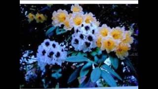 Deurali ma batas chalyo - Premdhoj Pradhan