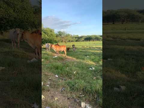 Tierras de campesino pujante Manati Atlantico