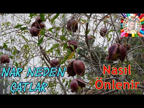 download lagu mp3 mp4 Nar Neden atlar, download lagu Nar Neden atlar gratis, unduh video klip Nar Neden atlar