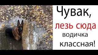 Приколы с котами с ОЗВУЧКОЙ - МОМО с whatsapp и подарок – ПОПРОБУЙ НЕ ЗАСМЕЯТЬСЯ - Domi Show
