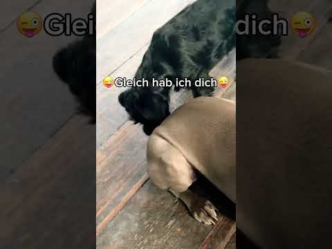 ❤️😜Helma auf Entdeckungstour😜❤️ #dogshorts #fichtlmeier #doglovers #hunde #dogs #welpen #shorts