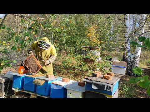 Генеральная ревизия отводков в 6-рамочниках перед зимовкой. Обработка щавельной кислотой от клеща.