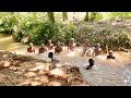 AFRICAN VILLAGE LIFE OUTDOOR RIVER BATH AFRICAN KIDS SWIMMING IN THE RIVER LizNutt5