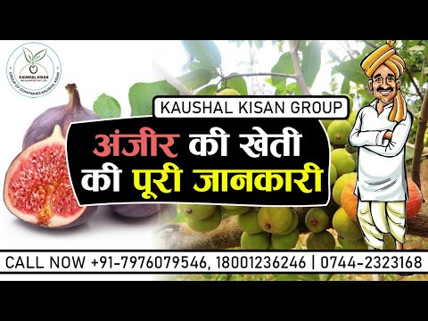 Anjeer Plants Fig