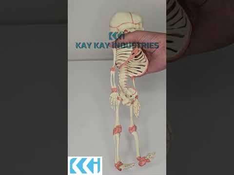 Kay Kay Fetus Skeleton