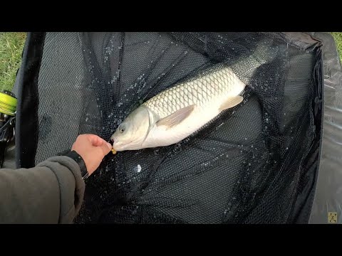 PESCUIT SALBATIC   AMURUL DE DIMINEATA