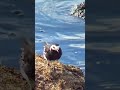 Little Pied Wagtail is Camera Shy / Seashore Wildlife 4K