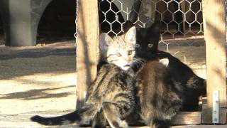 Katze Mimi - Mimi’s Kinder haben den Tod der Mutter verkraftet 