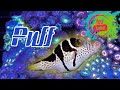 Puff the Puffer Fish | Netflix #puff #netflix