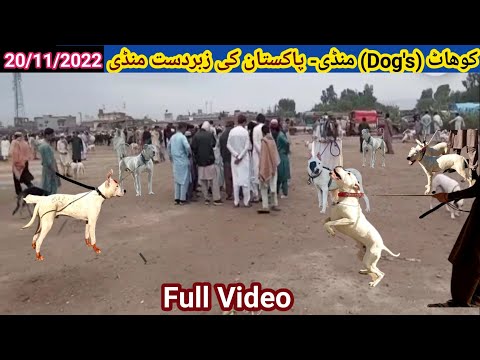 Special Dogs Market Full Video | Pitbull | Kohati gultair | German shepherd | Bully