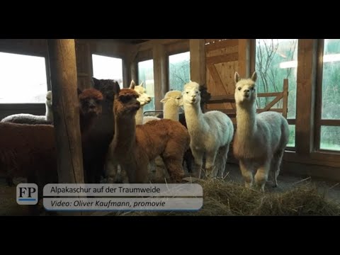 Alpakaschur auf der Traumweide