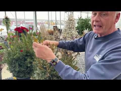 Pruning with Wayne: Part 1