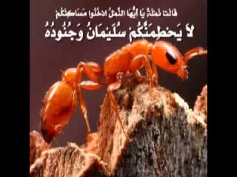 تلاوة لا توصف للشيخ أحمد العجمي سورة النمل sheikh ahmed al ajmi surah annaml