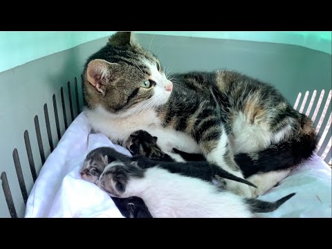 Mother cat let me touch her newborn baby kitten.