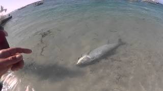 preview picture of video 'PTTS Tarpon Dying on Beach of Boca Grande'