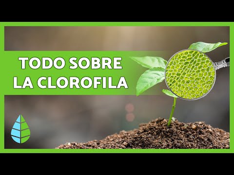 Qué es la CLOROFILA🌿 Función, Tipos y más 👇