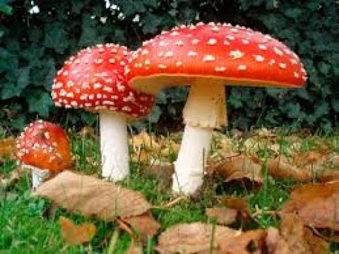 TIZ Fase 2 / 4 - THE DANCE OF PSYCODELIC TRANCE