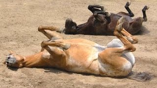 Śmieszne konie - zabawna filmy konia. Kompilacja