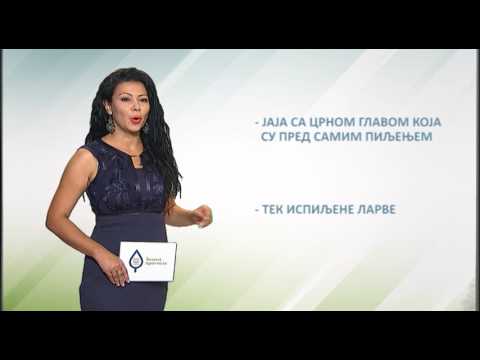 Zelena prognoza, 5.7.2017. - O šljivinom smotavcu