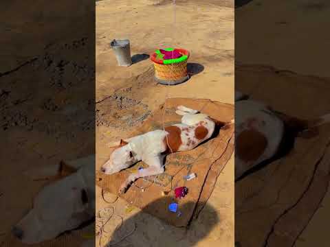 Nakul Lohit #motivation #dog  #d