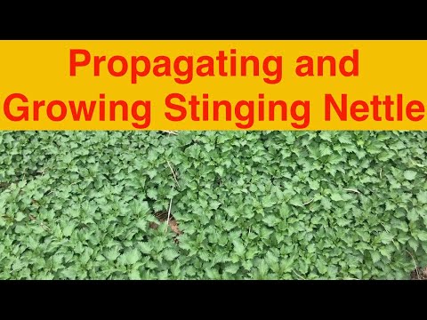 Propagating and Growing Stinging Nettle