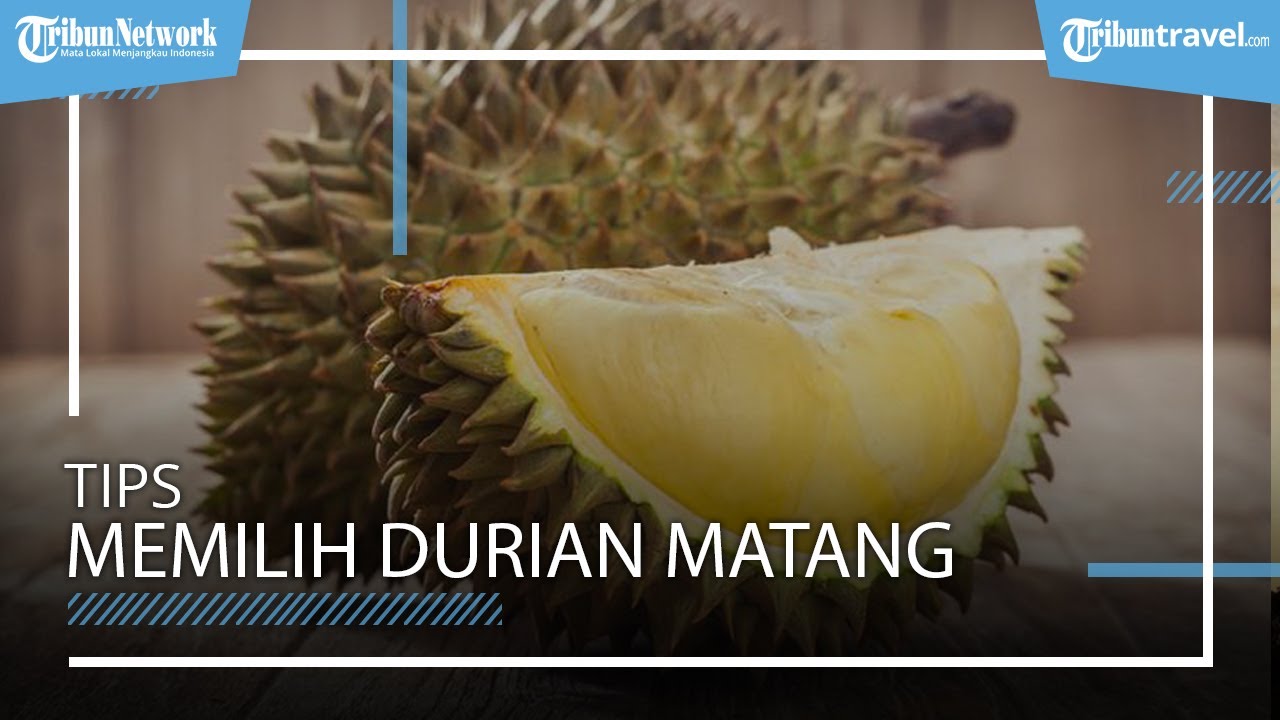 Tips Memilih Durian Yang Matang Dan Manis Jangan Sampai Salah Beli Tribun Video