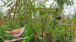 Download lagu Suara Pikat Prenjak Lumut Terbaik Paling Ampuh mp3