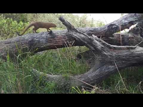 Djuma: Slender Mongoose - 07:48 - 04/19/20