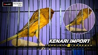 Download lagu 20 Januari 2026 KENARI IMPORT TERMEWAH TERMURAH. mp3