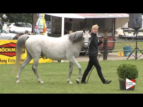 N.145 DONNA ISA - Ströhen 2015 B-Show - Mares 7 years old and over (Class J/K)