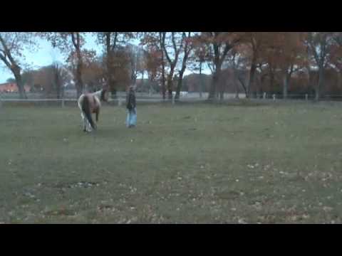 Das Leitstutenprinzip - Pferdetraining auf Basis der Herdenregeln