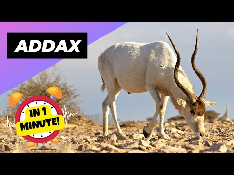 Addax - In 1 Minute! 🦌 One Of The Most Endangered Animals In The Wild | 1 Minute Animals