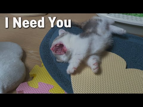 The Reason Why a Baby Cat Needs me for Life
