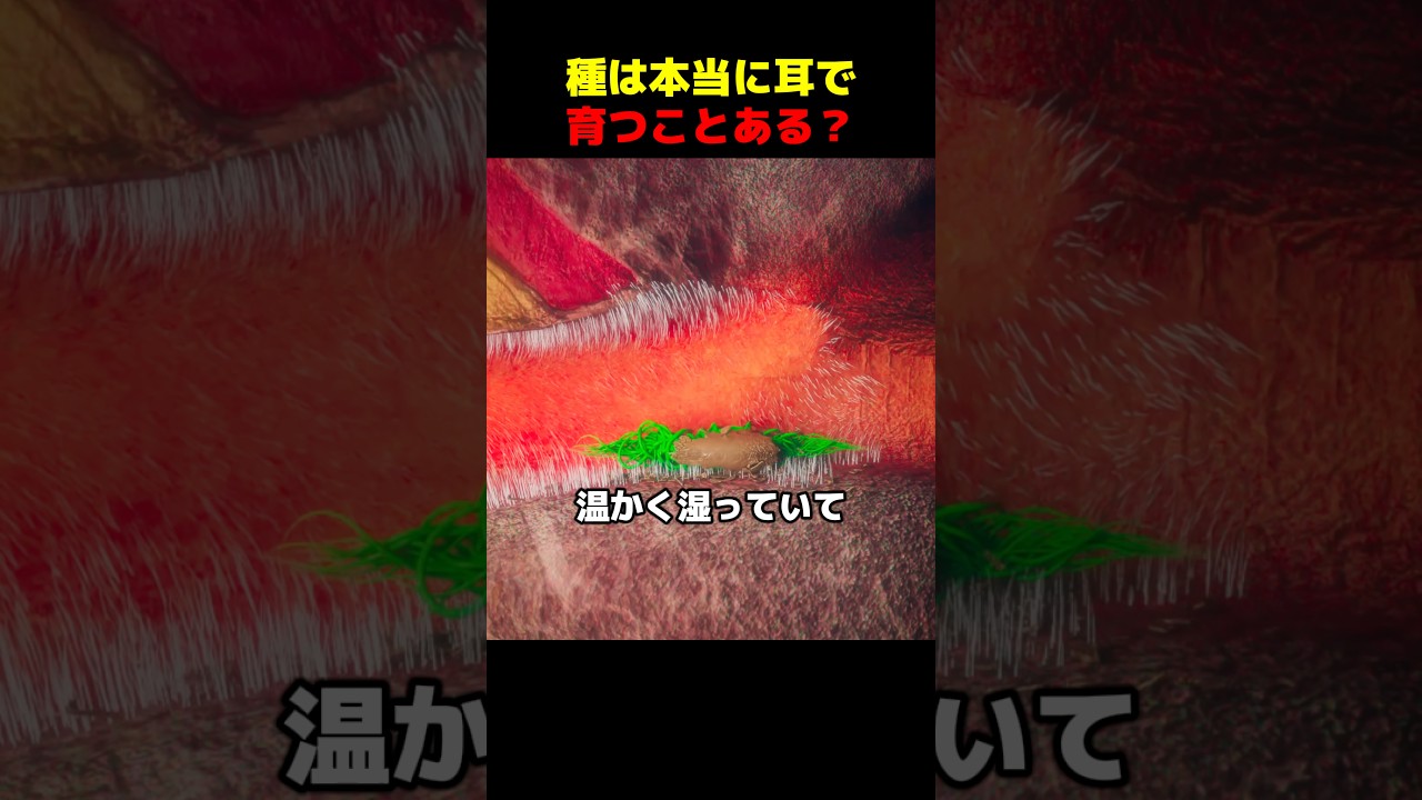 種は本当に耳で育つことある？