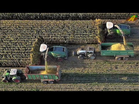 Maishäckseln - FENDT Katana 650 & 85 Maishäcksler Großeinsatz Maisernte Mais für Biogas corn harvest
